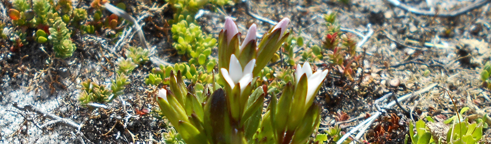 FELWORT Gentianella magellanica 